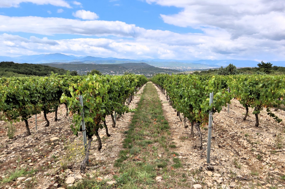 viñedos de España