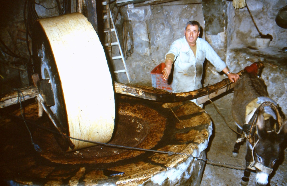 olive oil production