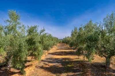 Olio, Vino, Carne: I 3 Pilastri del Dominio Globale Spagnolo