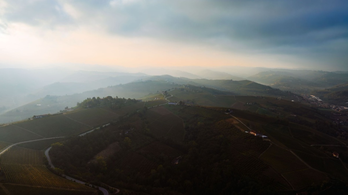 vineyard at sunset