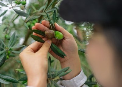 95% Groei: Agro-export stabiliseert nationale handelsbalans